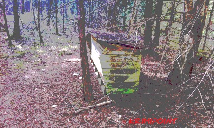 pic5